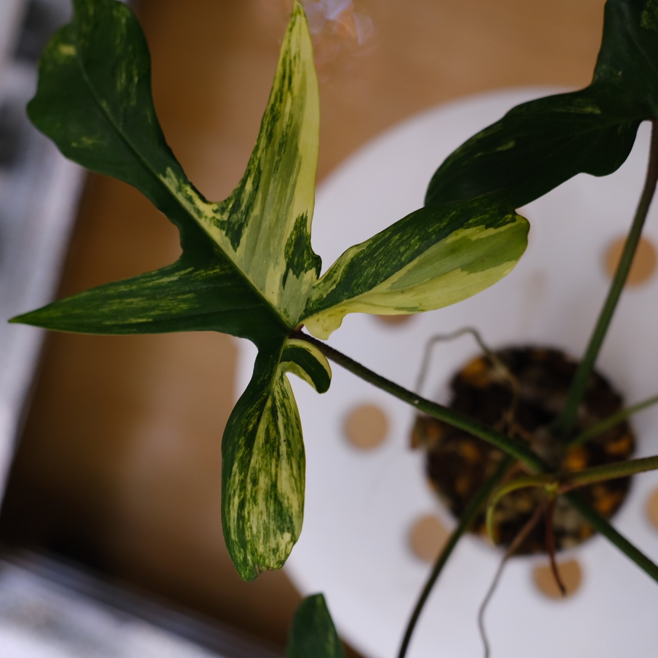 フィロデンドロン フロリダビューティー / P. Florida beauty⑩ / 観葉植物<育て方・花言葉>