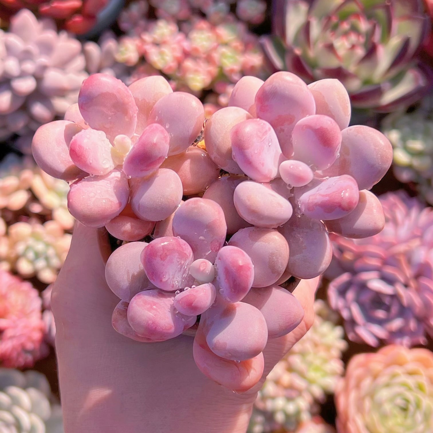 多肉植物　桃卵　3頭　群生　新入荷　るる農園