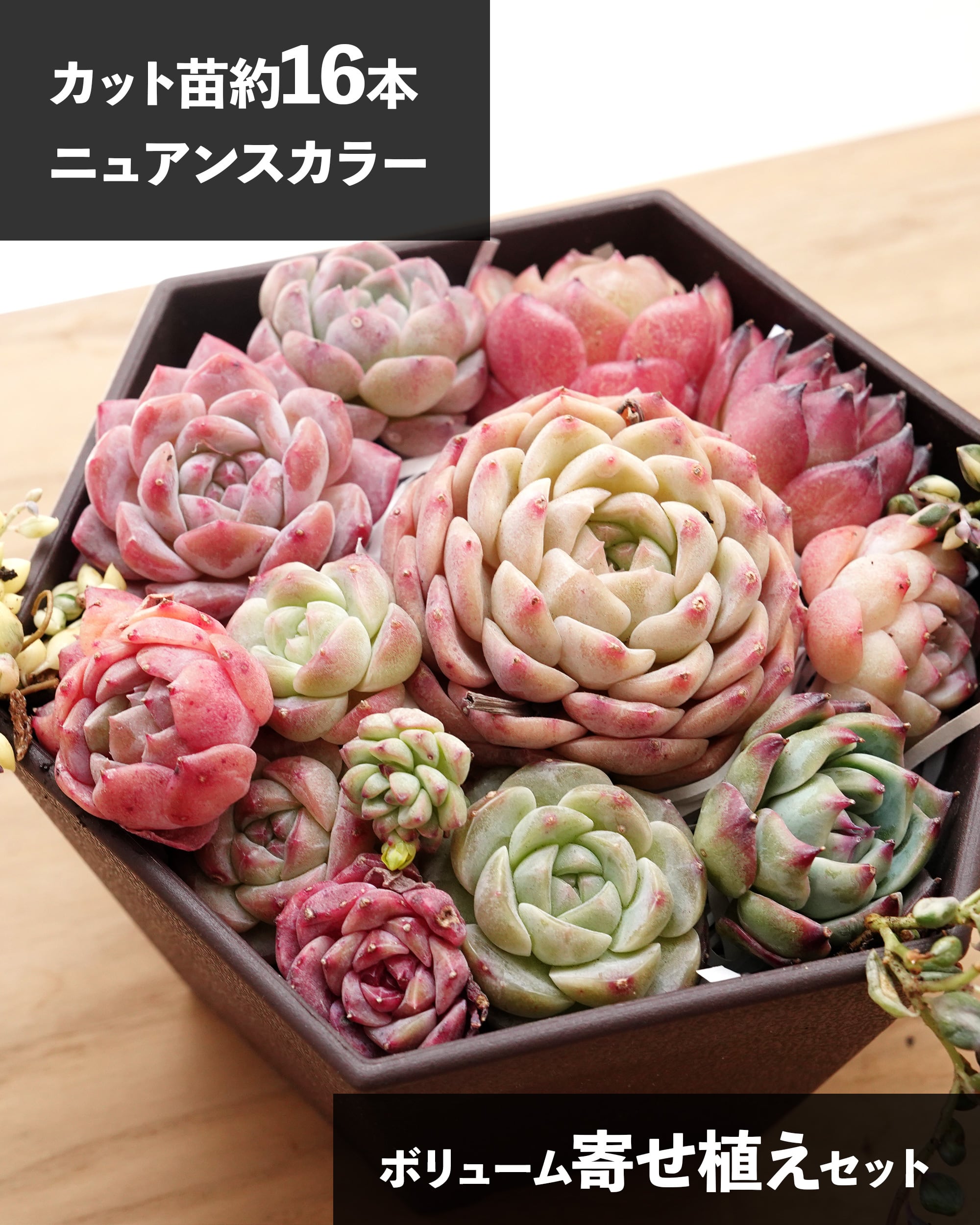 お纏め　多肉植物　セシボン錦　抜き苗 お纏め 多肉植物 セシボン錦 抜き苗 【公式通販】