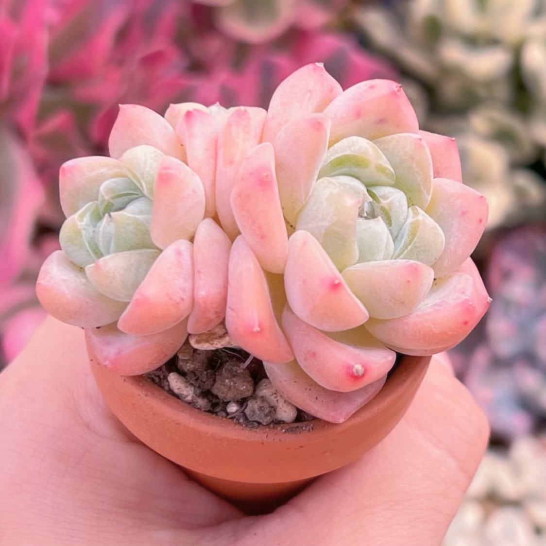 多肉植物 新品種Echeveria剛毅 新入荷 | PAY ID
