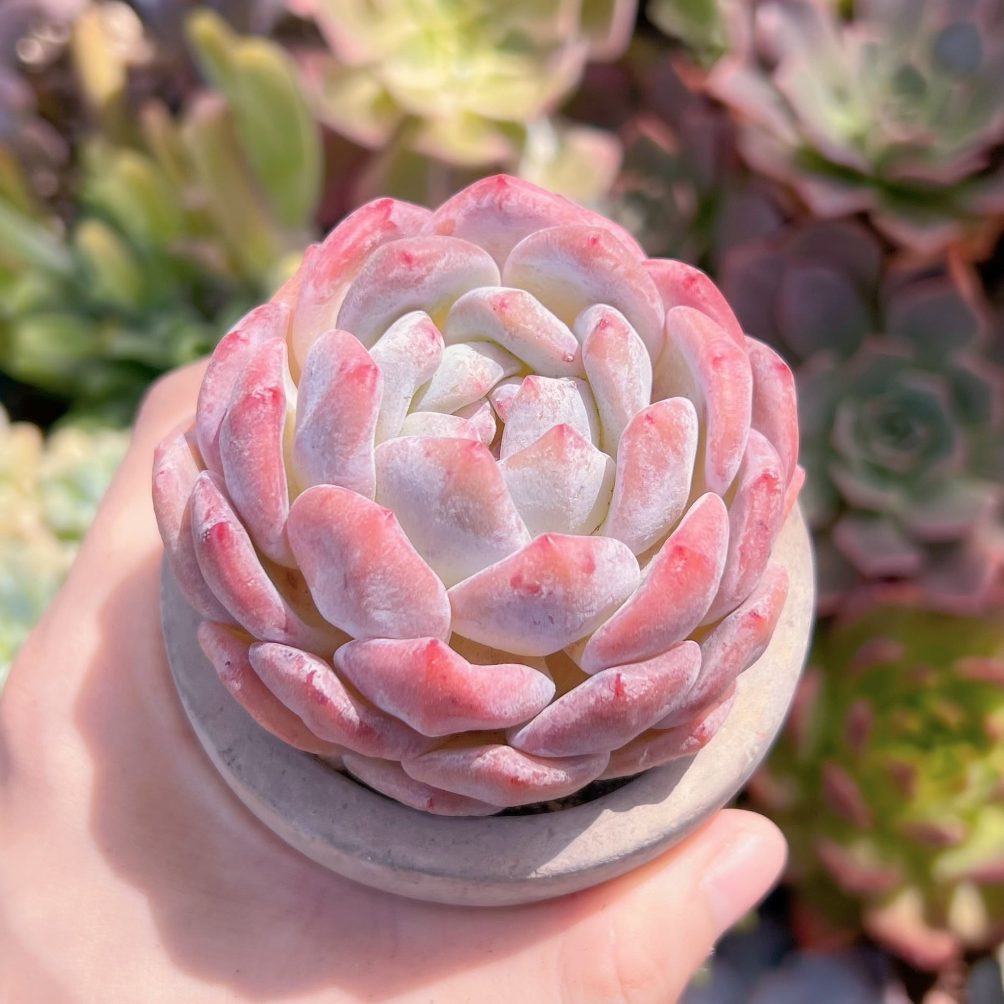 多肉植物　オレンジモンロー　新入荷　るる農園