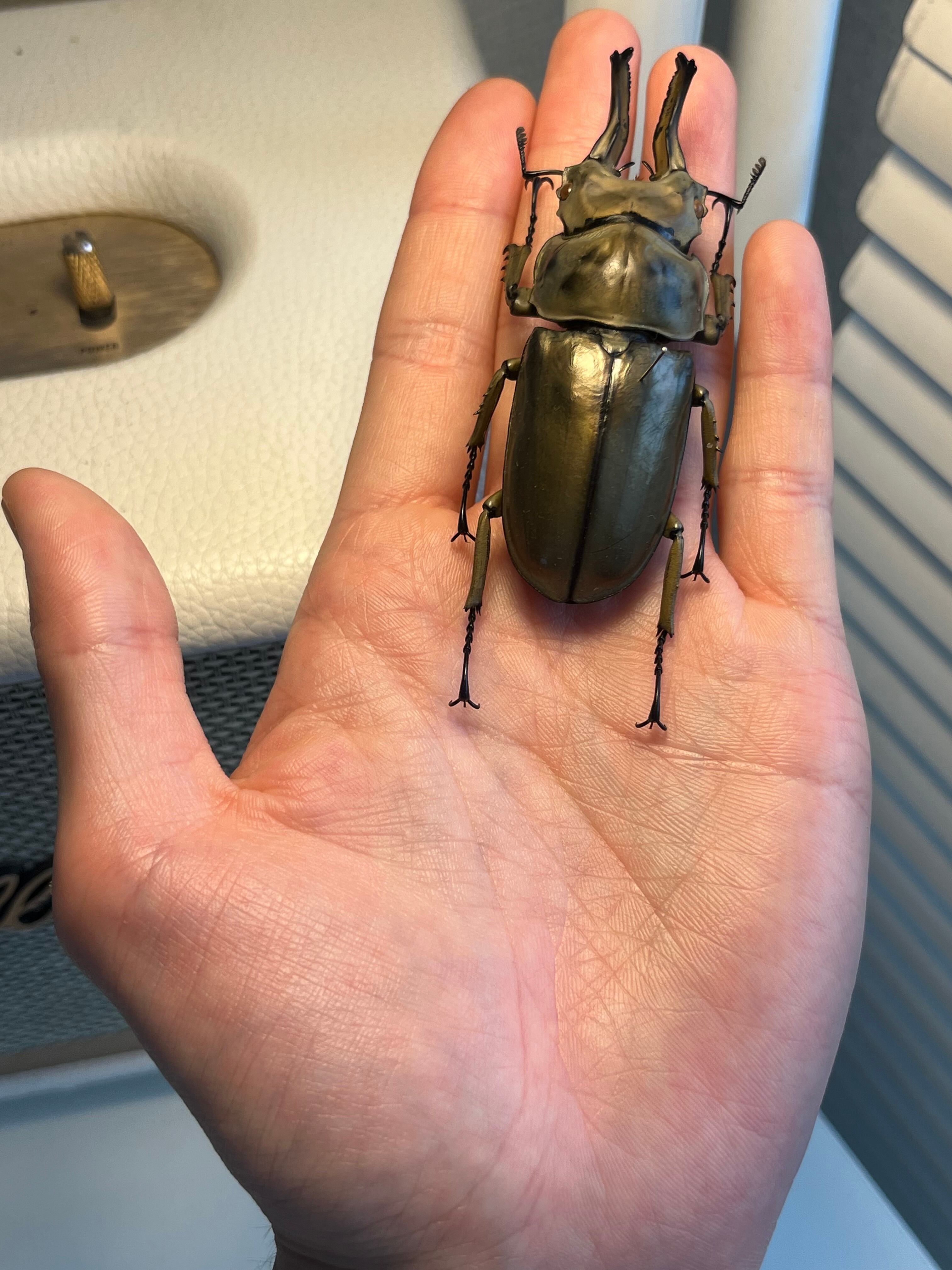WC76mm】ローゼンベルグオウゴンオニクワガタ Allotopus タランドゥス