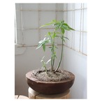 Wood tray + Pachira glabra【B】