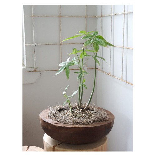 Wood tray + Pachira glabra【B】