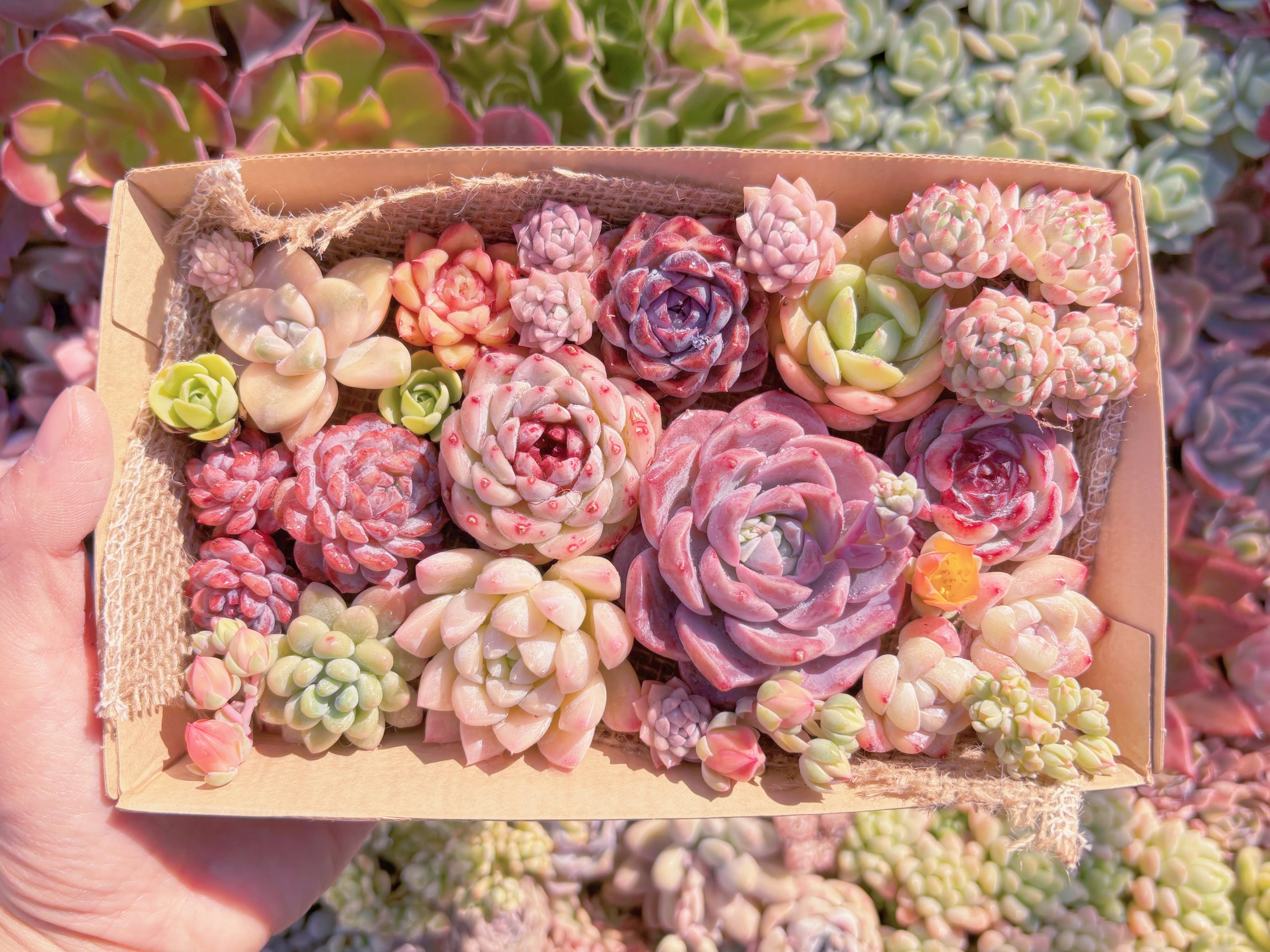 現品　寄せ植えセット#850　12cmx20cm　るる農園