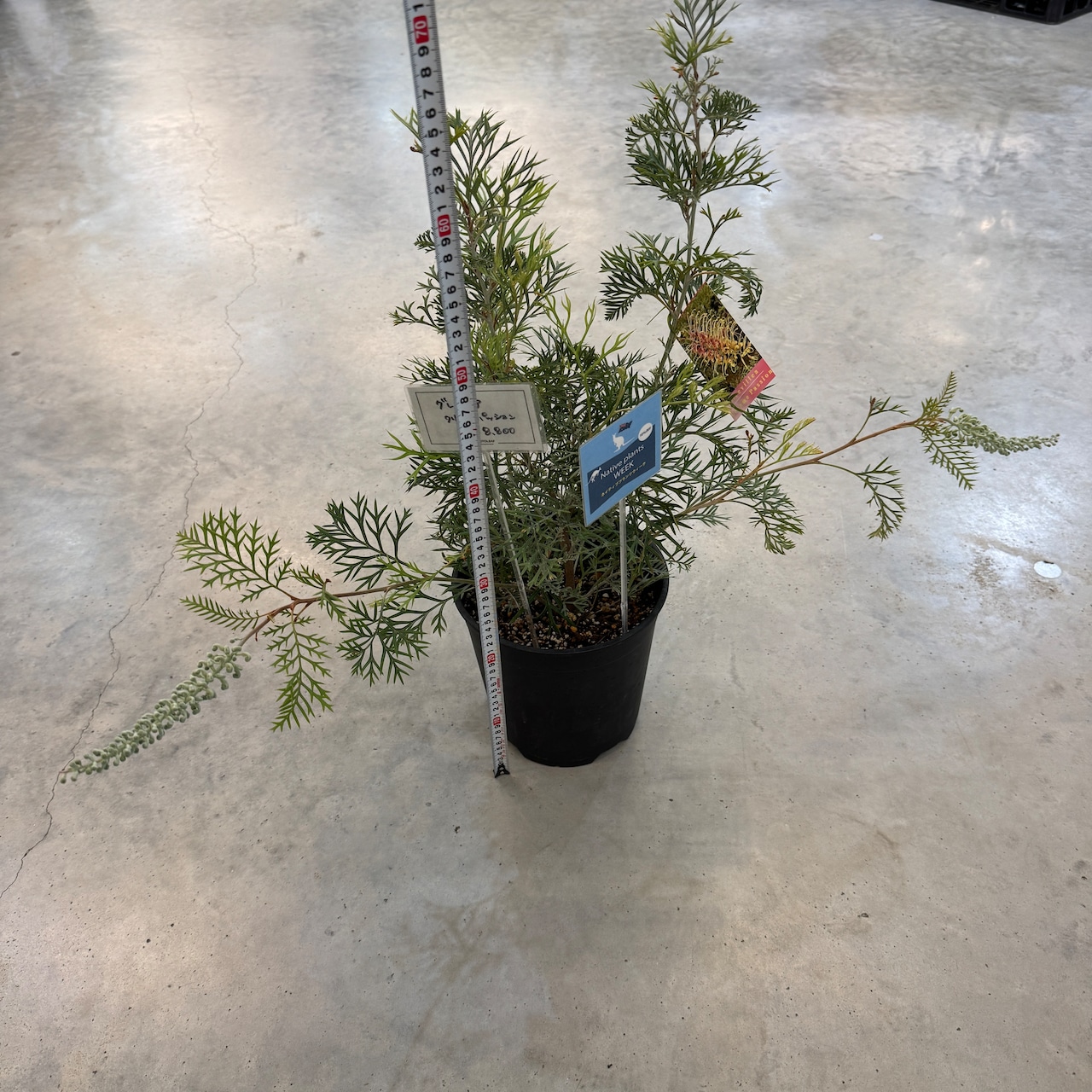 グレビレア クリームパッション【1028】