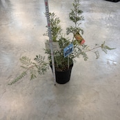 グレビレア クリームパッション【1028】