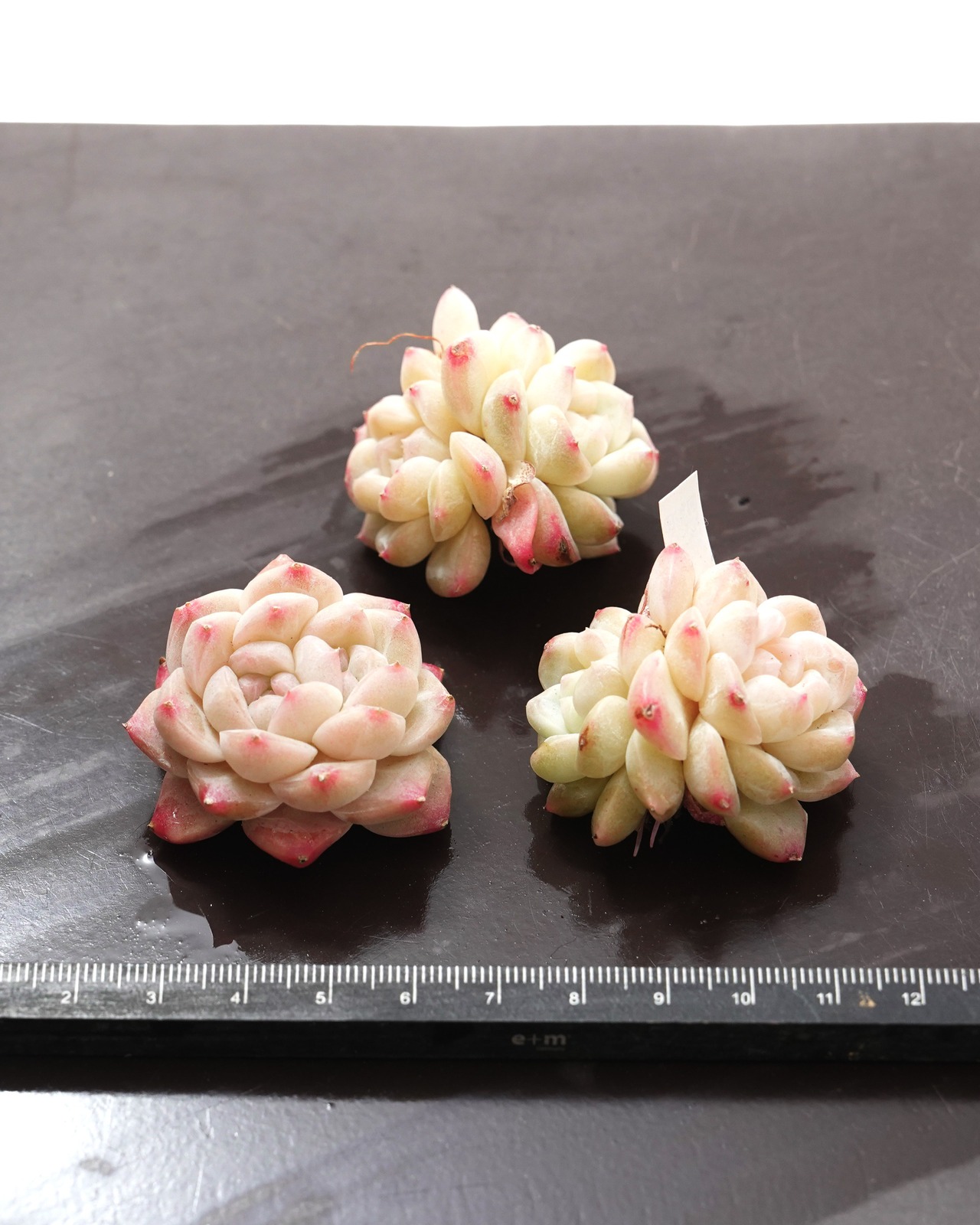 カット苗 エーデルワイス  双頭 Echeveria 'Edelweiss'
