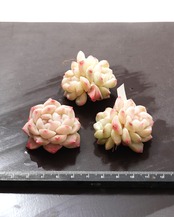 カット苗 エーデルワイス  双頭 Echeveria 'Edelweiss'