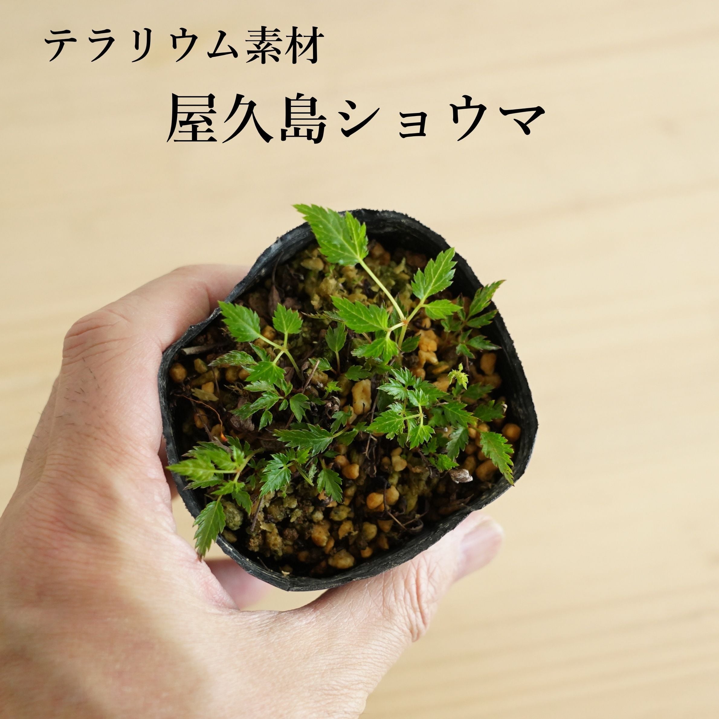 山野草 | 苔テラリウム専門ショップ道草