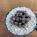 Conophytum ursorungianum スタイネリー 【コノフィツム・ウルスプルンギアヌム