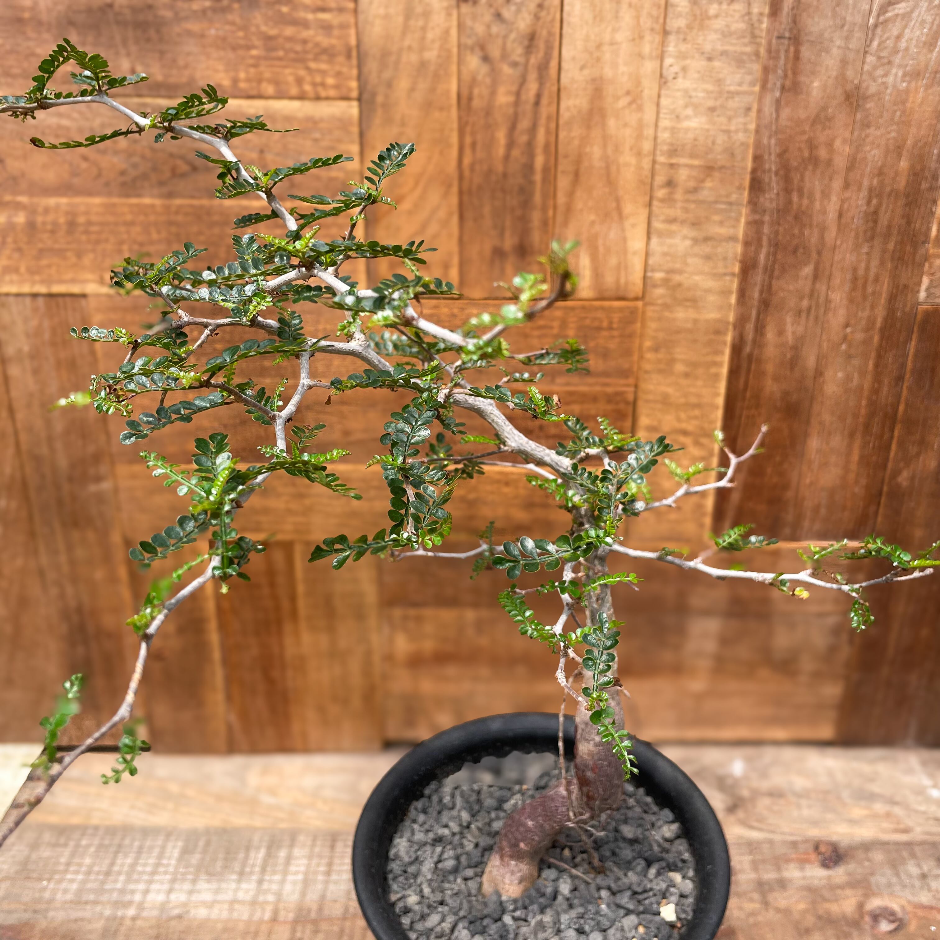 Operculicarya pachypus【オペルクリカリア・パキプス・実生】 | Pay ID