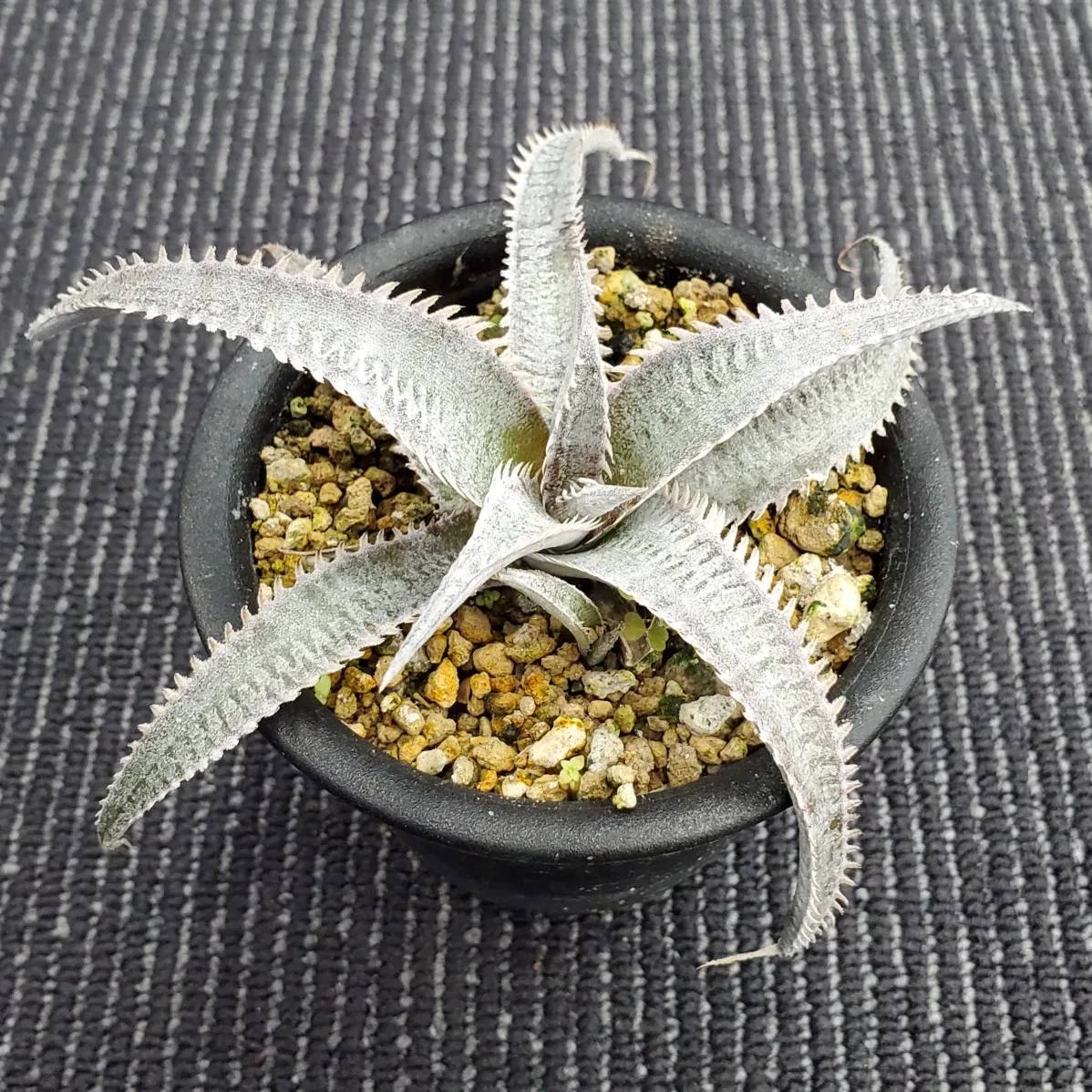 a0570_Dyckia marnier-lapostollei 'Pink Spine' x ('Toothy' x