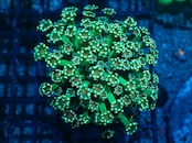 SelectionBaliShip Alveopora From Makassar GreenStem