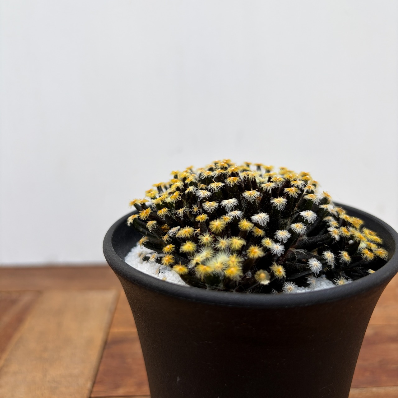 Mammillaria schiedeana【マミラリア・黒肌明星】