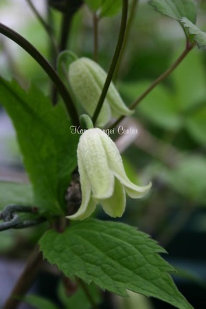 白ハンショウヅル　C. japonica Thunb. f. cremea (Makino) Ohwi　-カンパネラ系　K-51