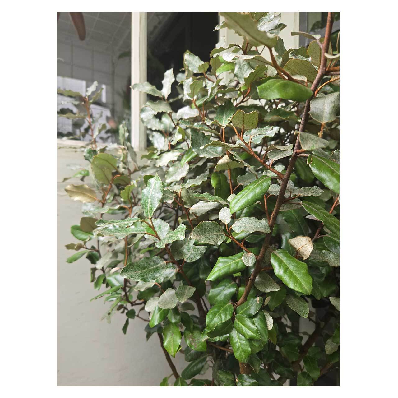 Elaeagnus 'Compacta' | Seeding
