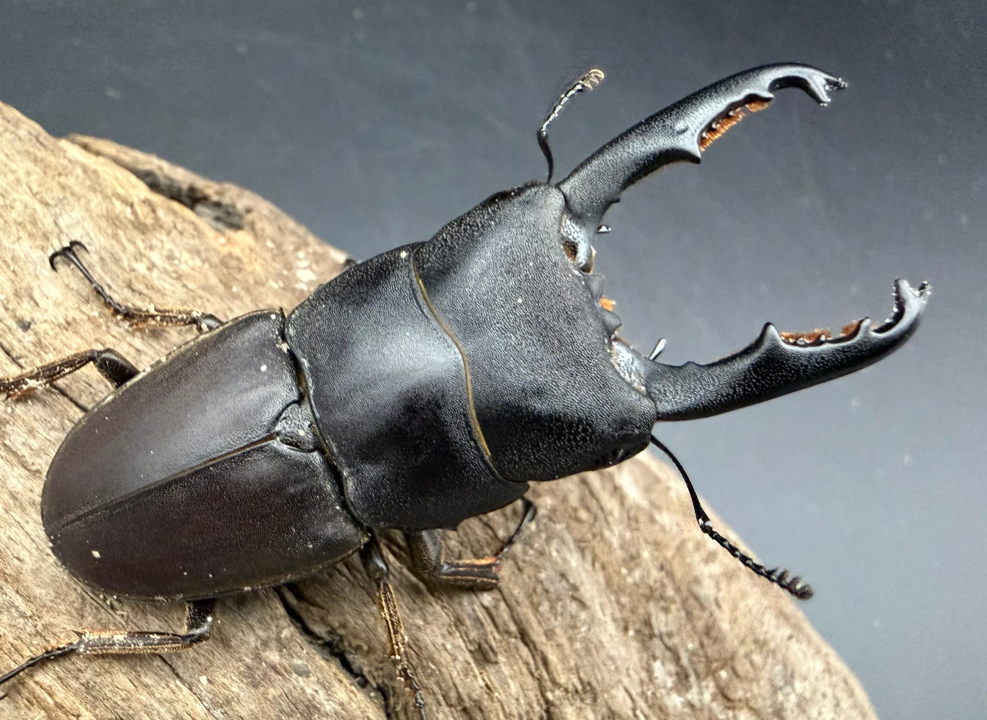 WD】《パラワンオオヒラタ 87mm ペア》 | KPW公式オンラインショップ