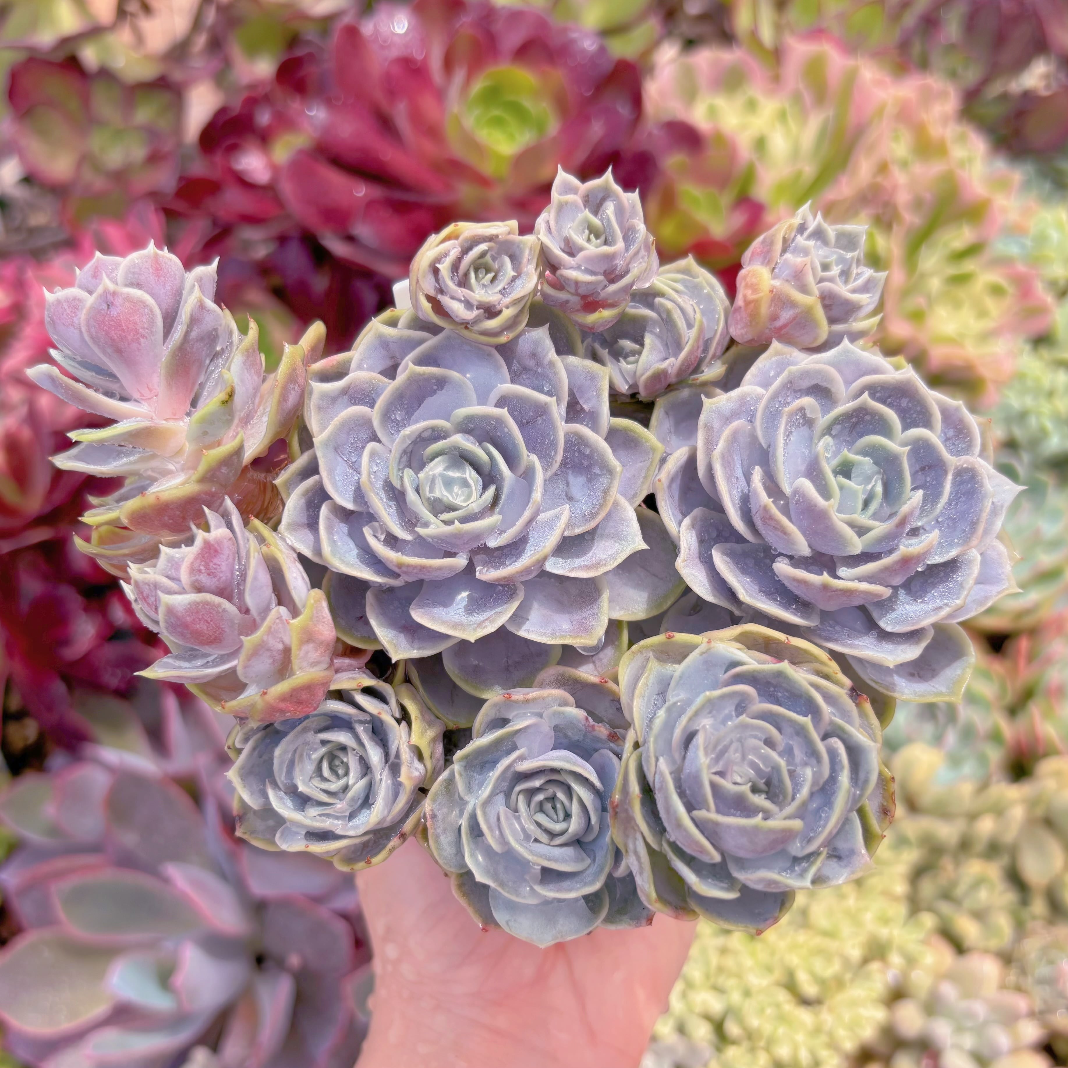 現品　Blue Surprise#C30　大群生　るる農園