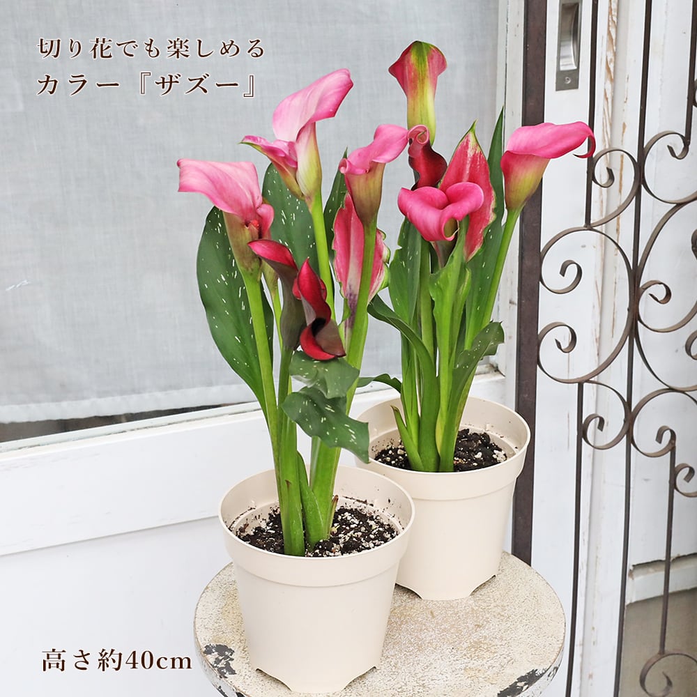 花苗 アロンソア シェルピンク 3号 多年草 サーモン 四季咲き おしゃれ
