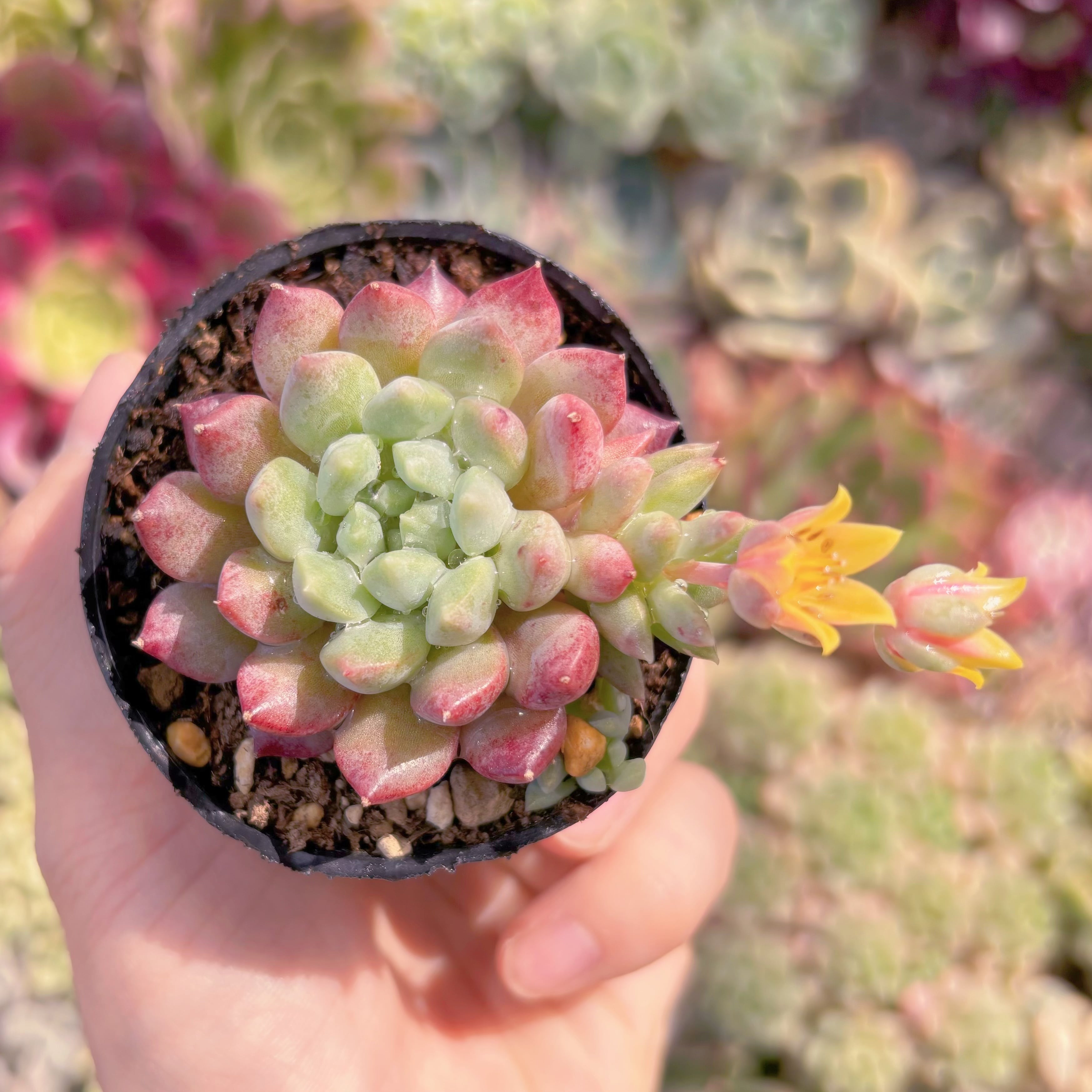 現品　ベビーチーク#609　るる農園