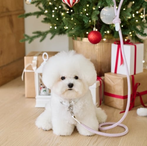 即納【stroll】Rope Collar (New Lilac)