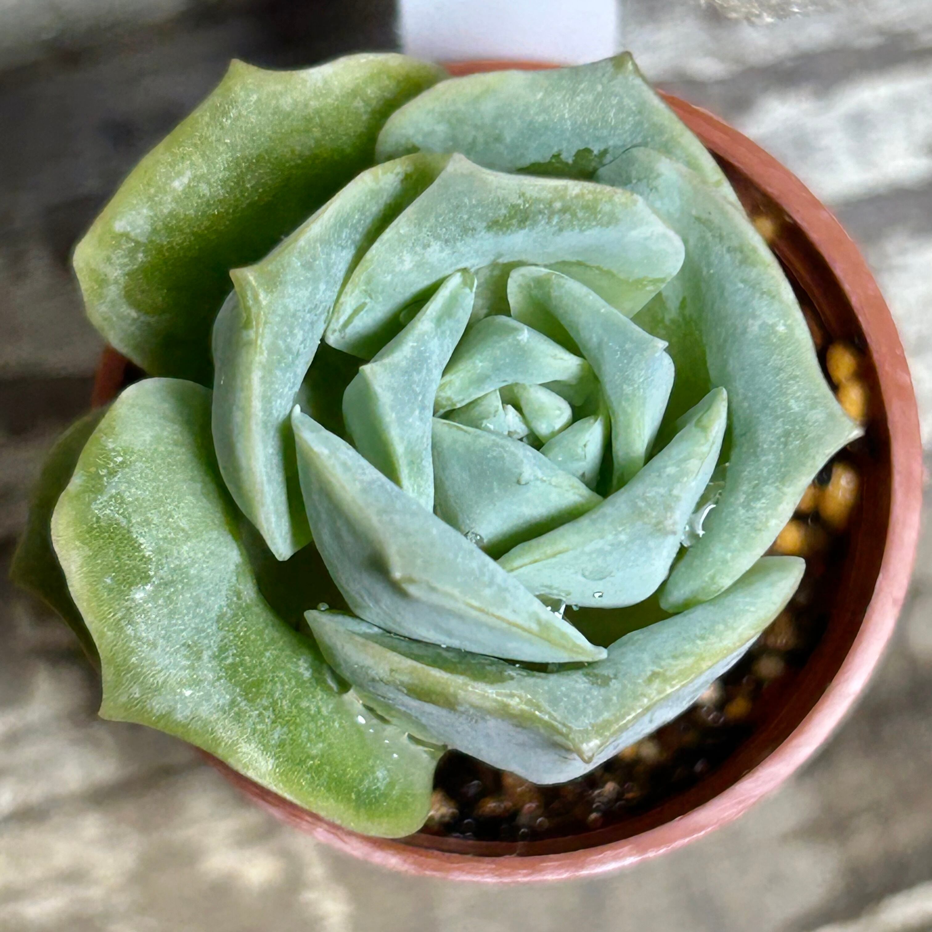 RuPo 多肉植物専門店