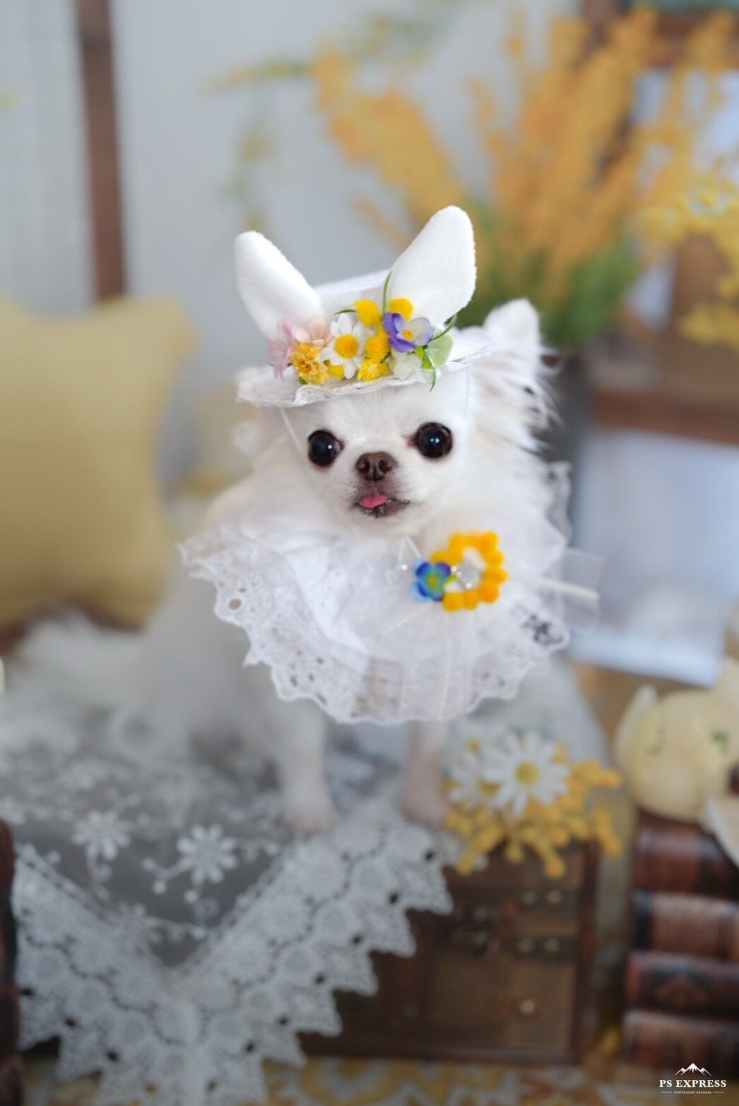 ★わんこ用parti_du_ruban★うさ耳&チョーカーセット 犬用品 ☆わんこ用parti_du_ruban☆うさ耳&チョーカーセット