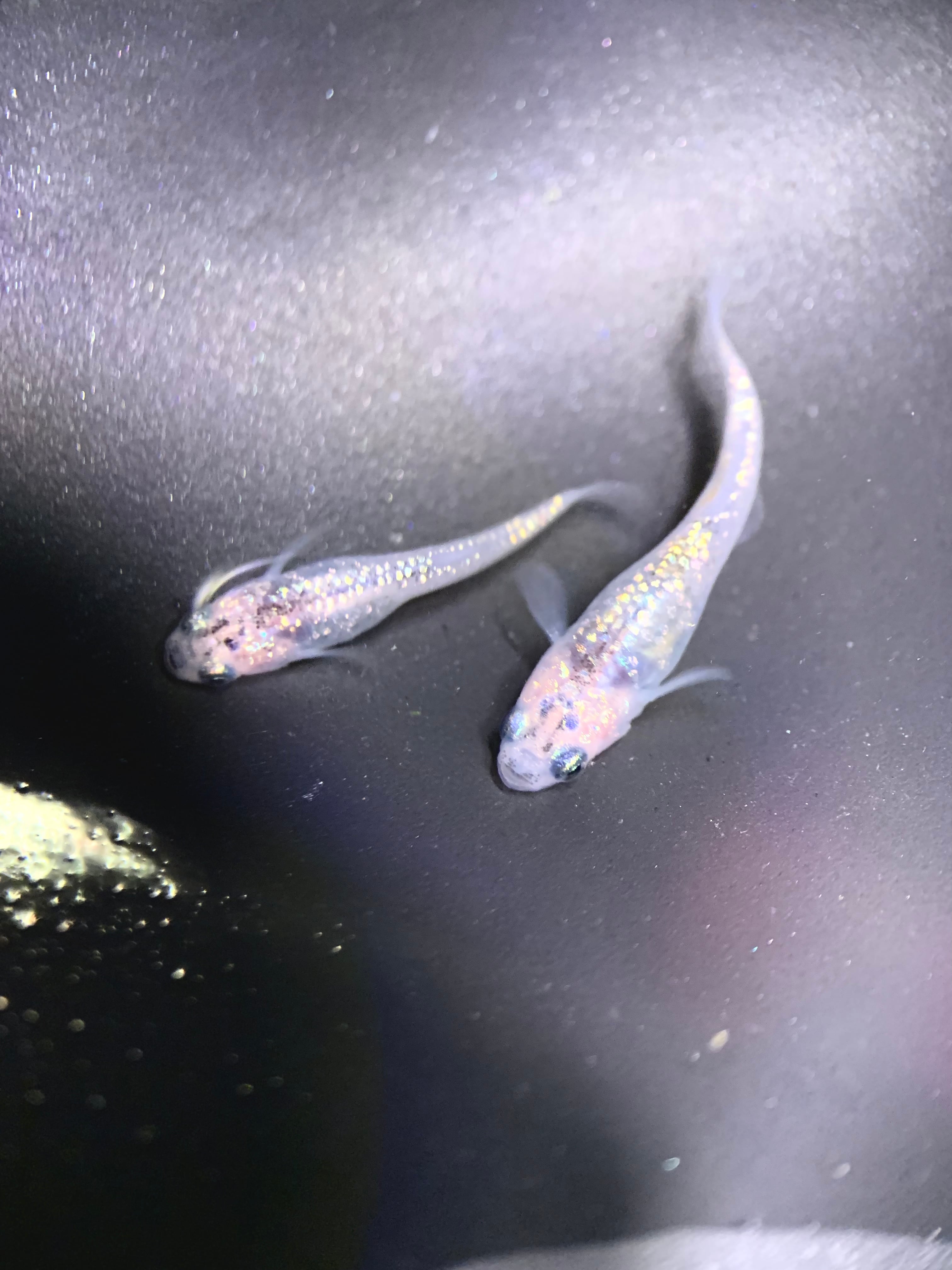 クラウドグレーダイヤRLF 若魚2ペア クラウドグレーダイヤ 若魚 1ペア＋1 | fujinomiya-medaka