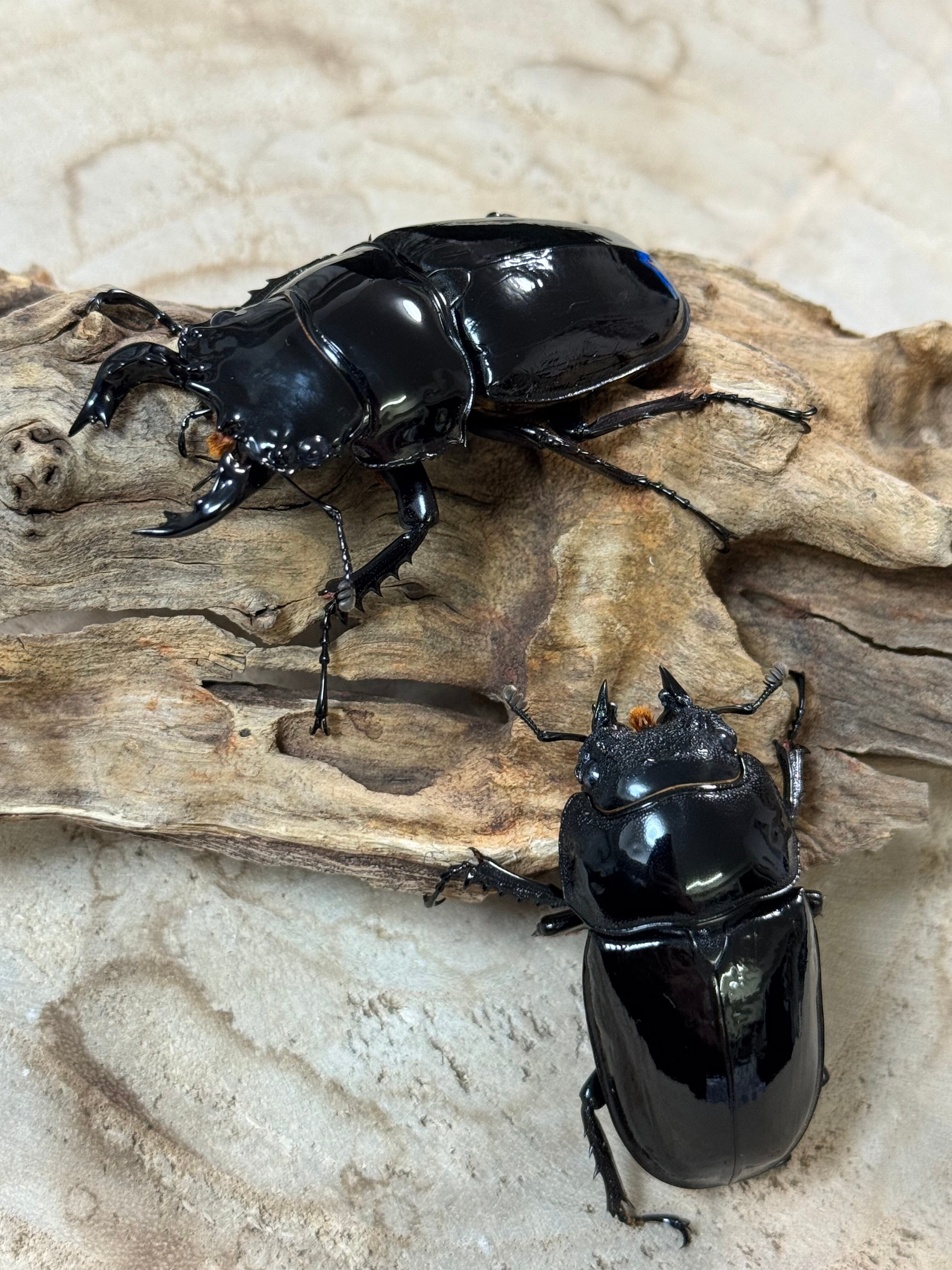 新成虫 ババオウゴンオニクワガタ ♂63♀45 未使用ペア 累代 CBF2 ババ
