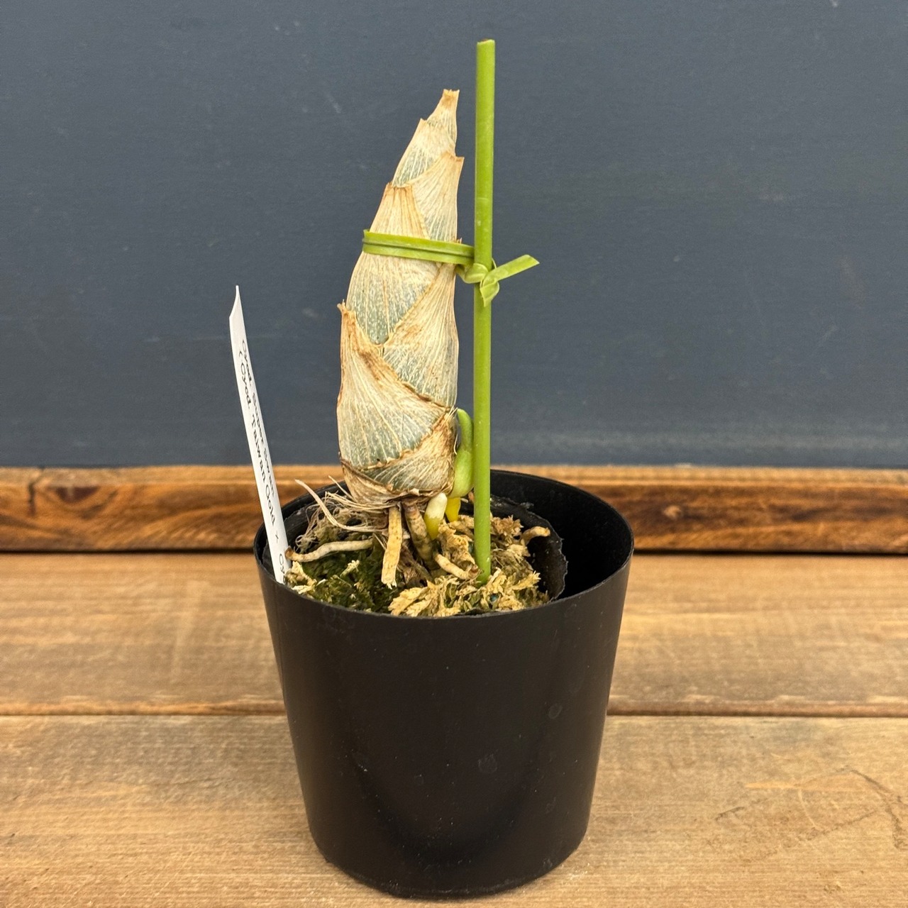 【OVM】Cycnodes　Super Swan ( Cycd. Taiwan Gold　×　Cycnoches　warszewiczii )【199】