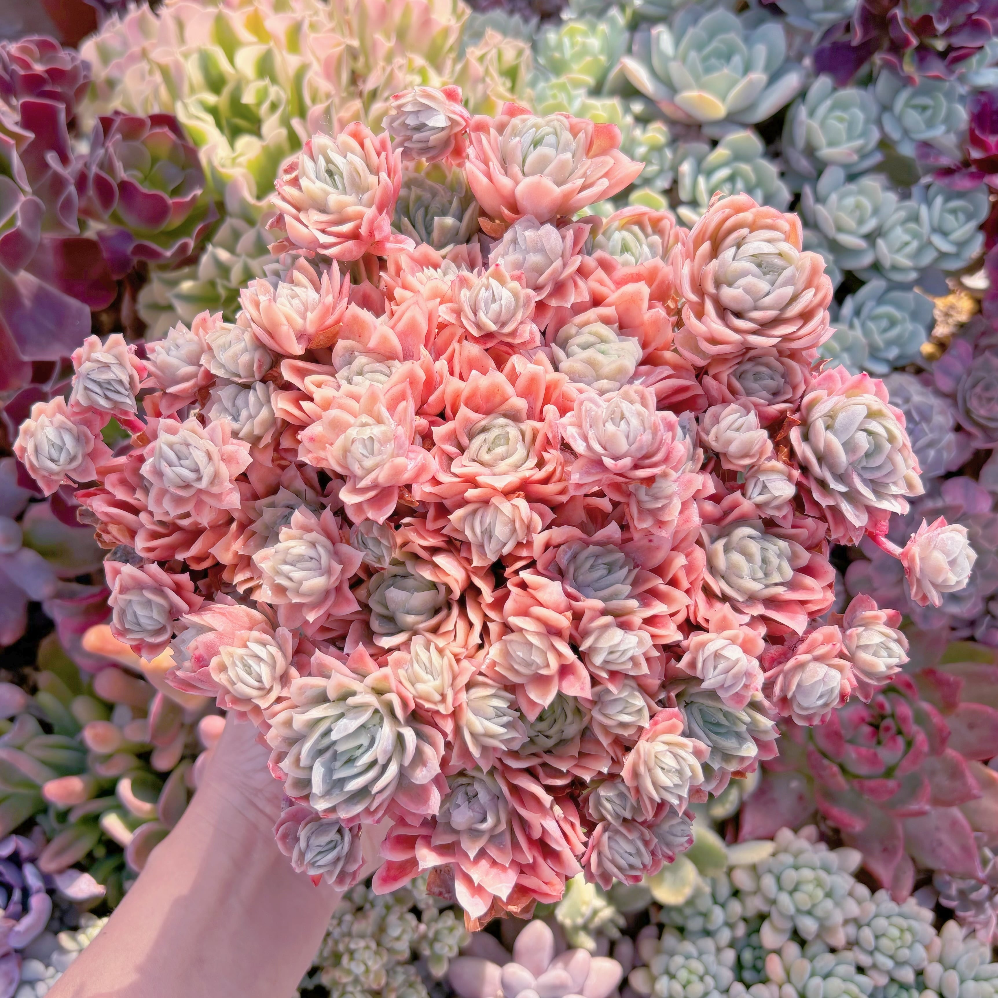 現品　クィーンローズ覆輪錦#852　特特大群生　約28cm　新入荷