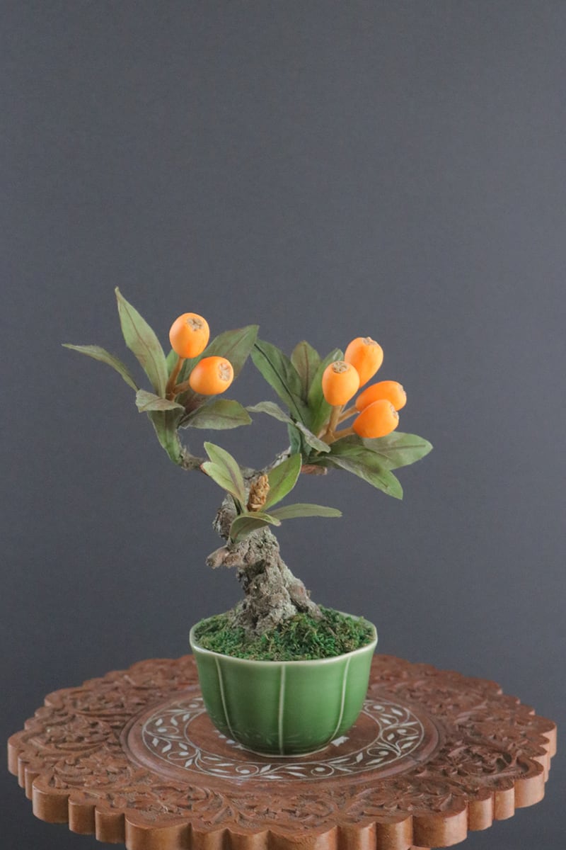 盆栽 ビワ Loquat Bonsai #122 | Oh! BONSAI