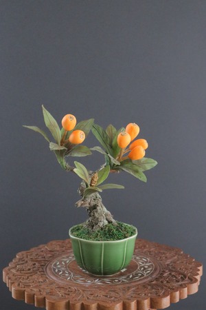 盆栽 ビワ Loquat Bonsai #122