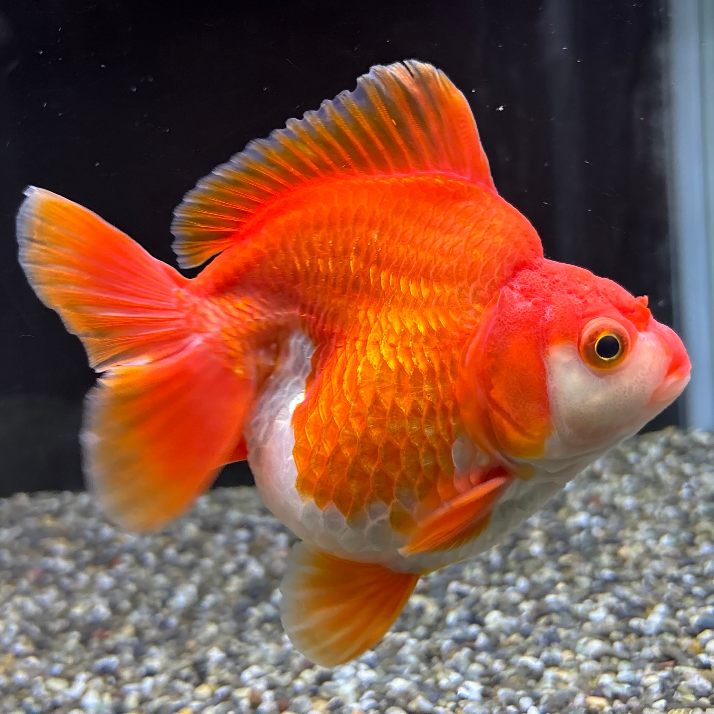 だるま琉金 更紗 13cm | 金魚・熱帯魚専門店 AquaPro.H