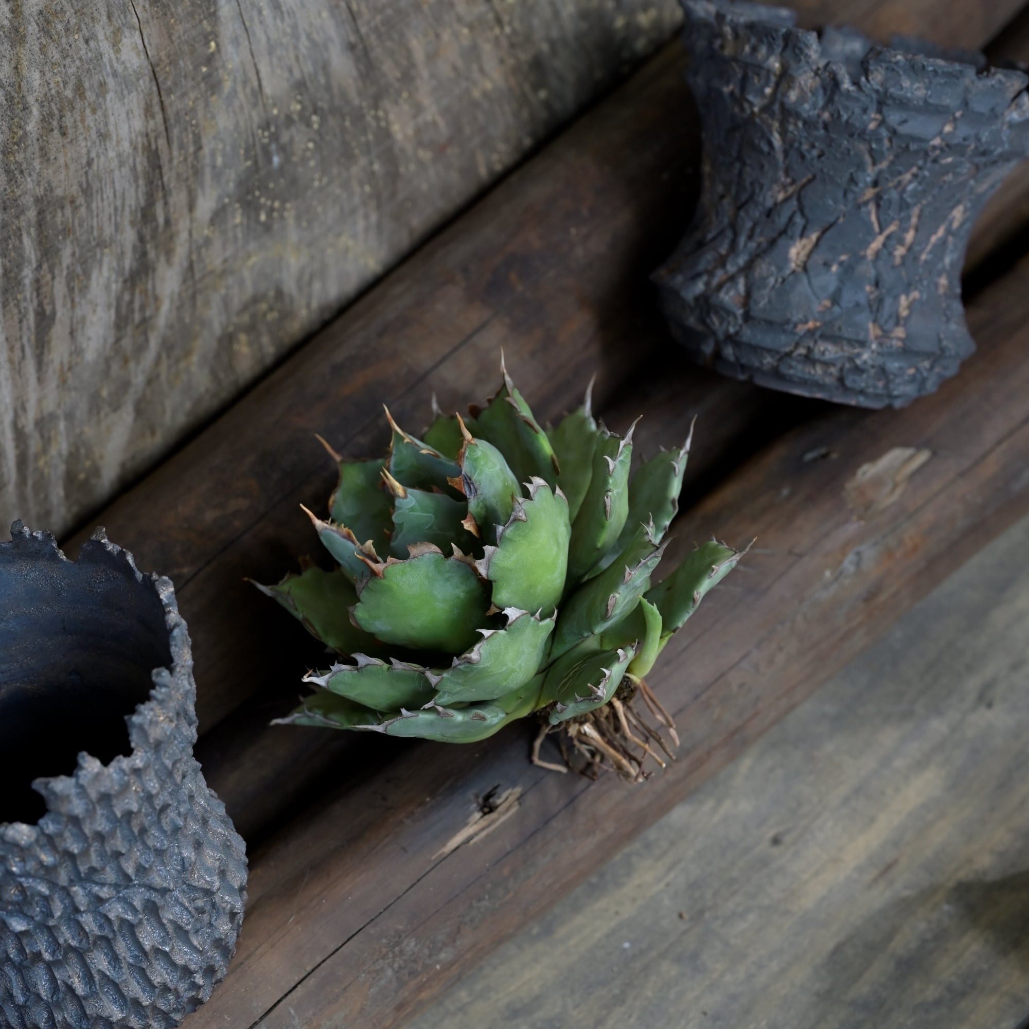 アガベ 蠍蟹B (ヒメサソリガニ) No.1