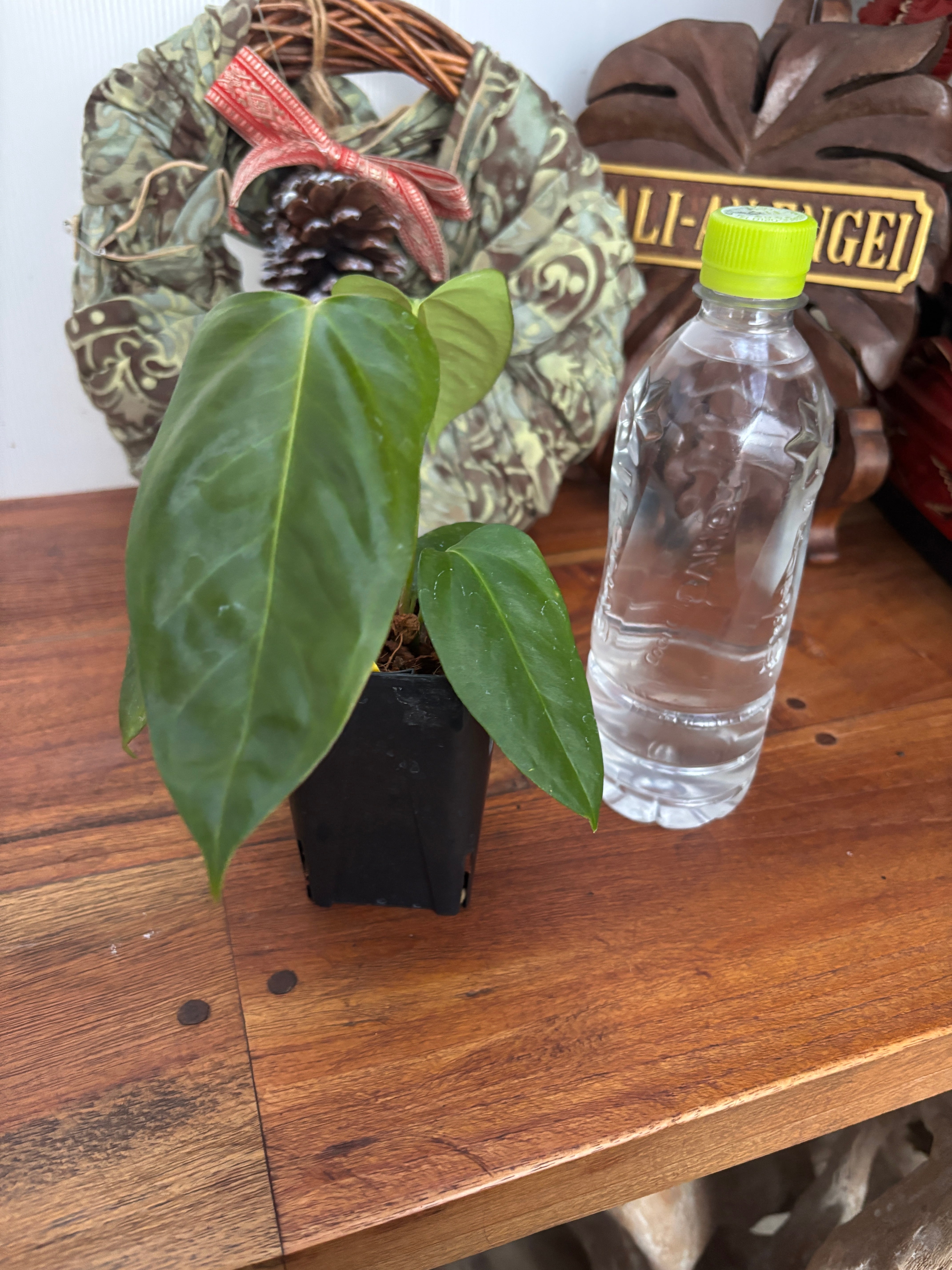 Anthurium | BA PLants