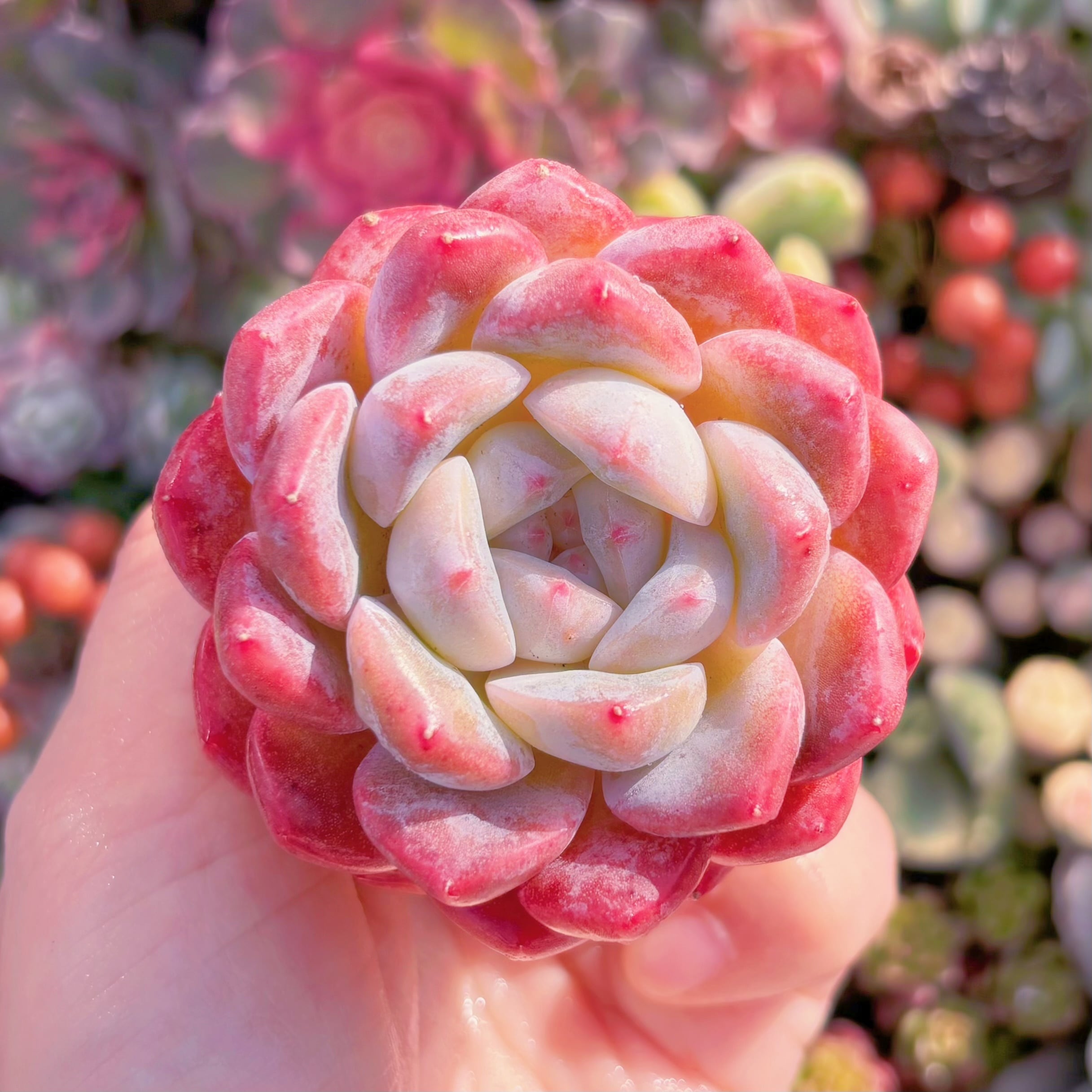 多肉植物　厚夢　新入荷　るる農園