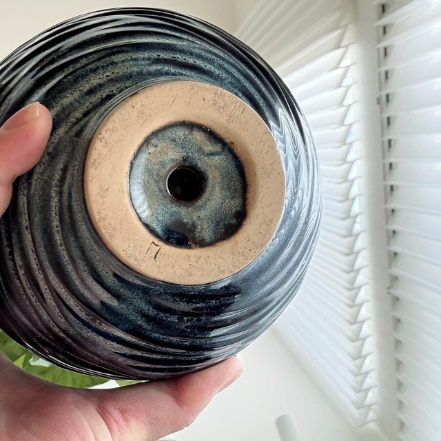 シンゴニウム・ミルクコンフェッティ