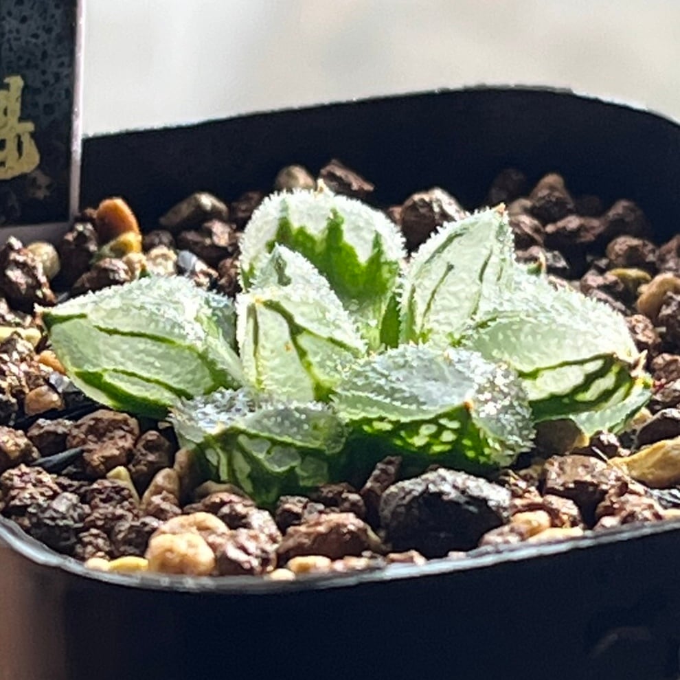 ハオルチア 氷魁 | mocono_plants