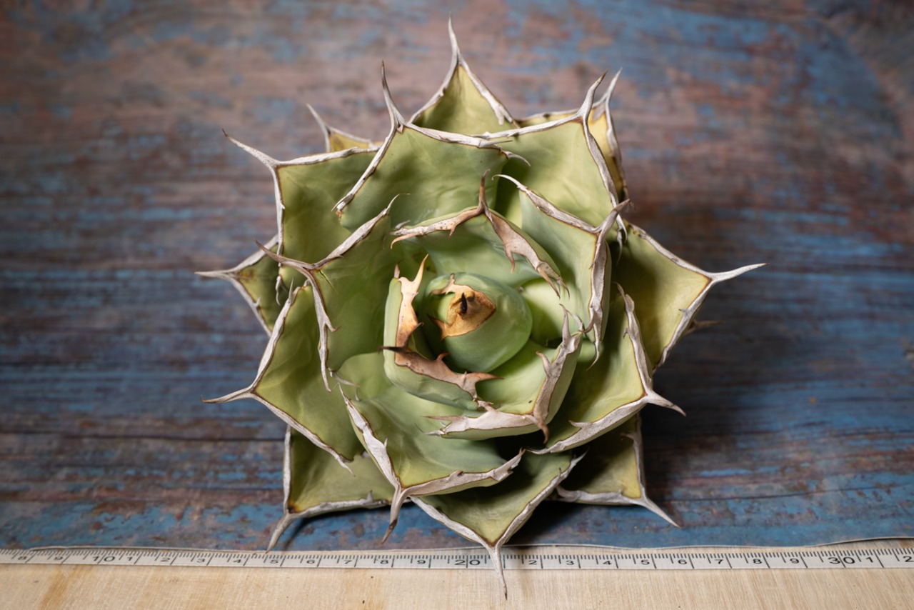 アガベ チタノタ ノーネーム③ 画像9