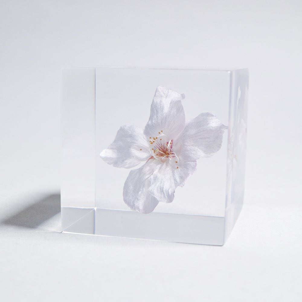 ソラキューブ　ソメイヨシノ　バラ　枠 Sola cube ソメイヨシノ | docketstore