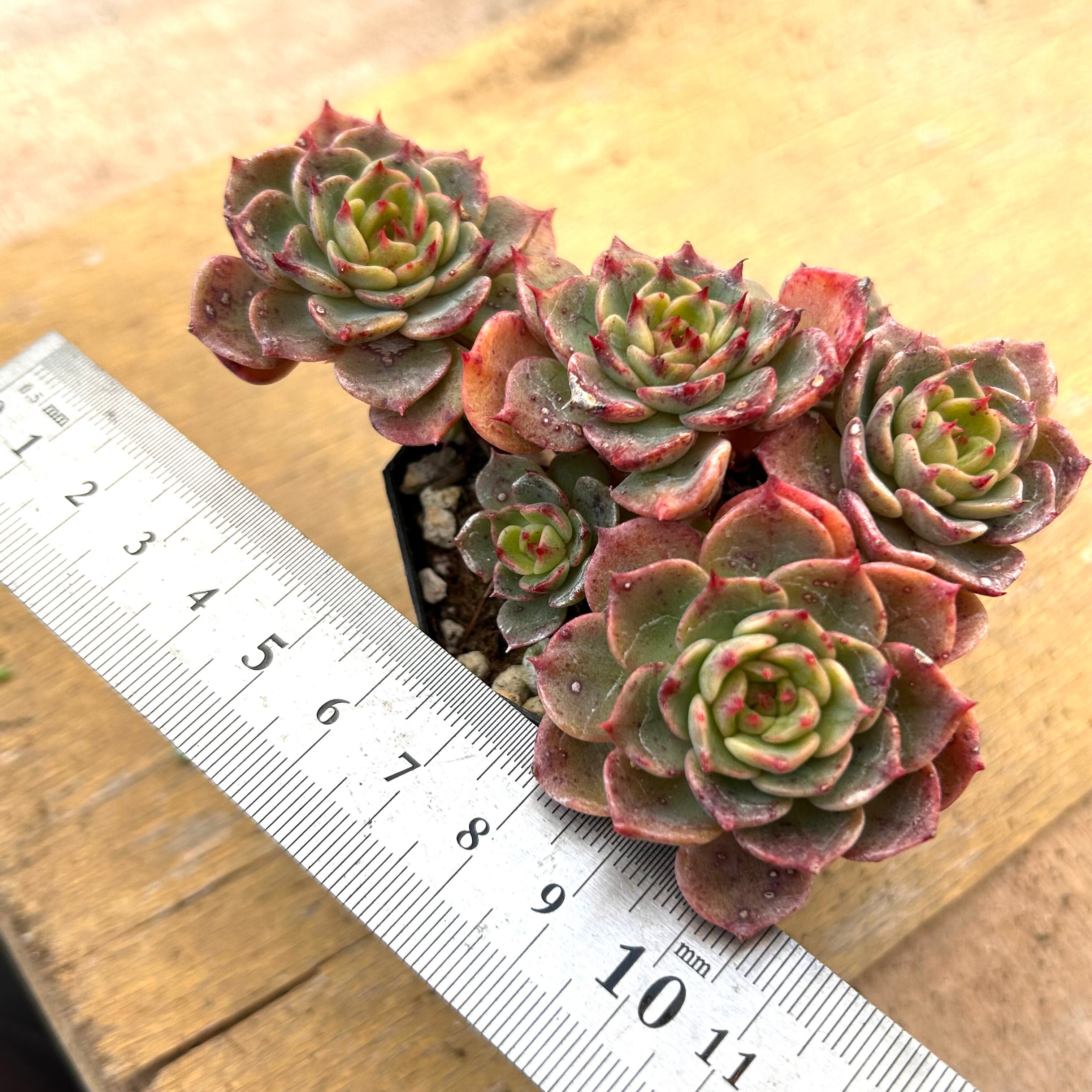 ルドルフ | RuPo 多肉植物専門店