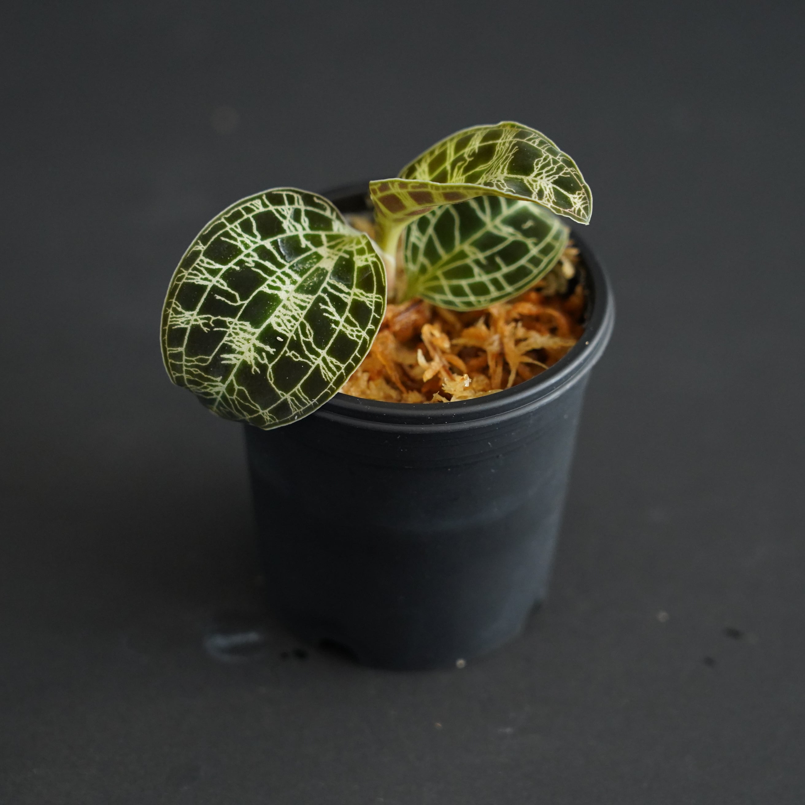 ◇現品◇マコデス ペトラ （プラチナム） Macodes petola 'Platinum