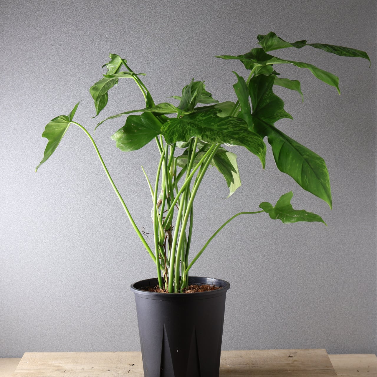 フィロデンドロン　ドラゴンスカル　希少　送料無料 425 彫刻のような葉『フィロデンドロン ドラゴンスカル』観葉植物