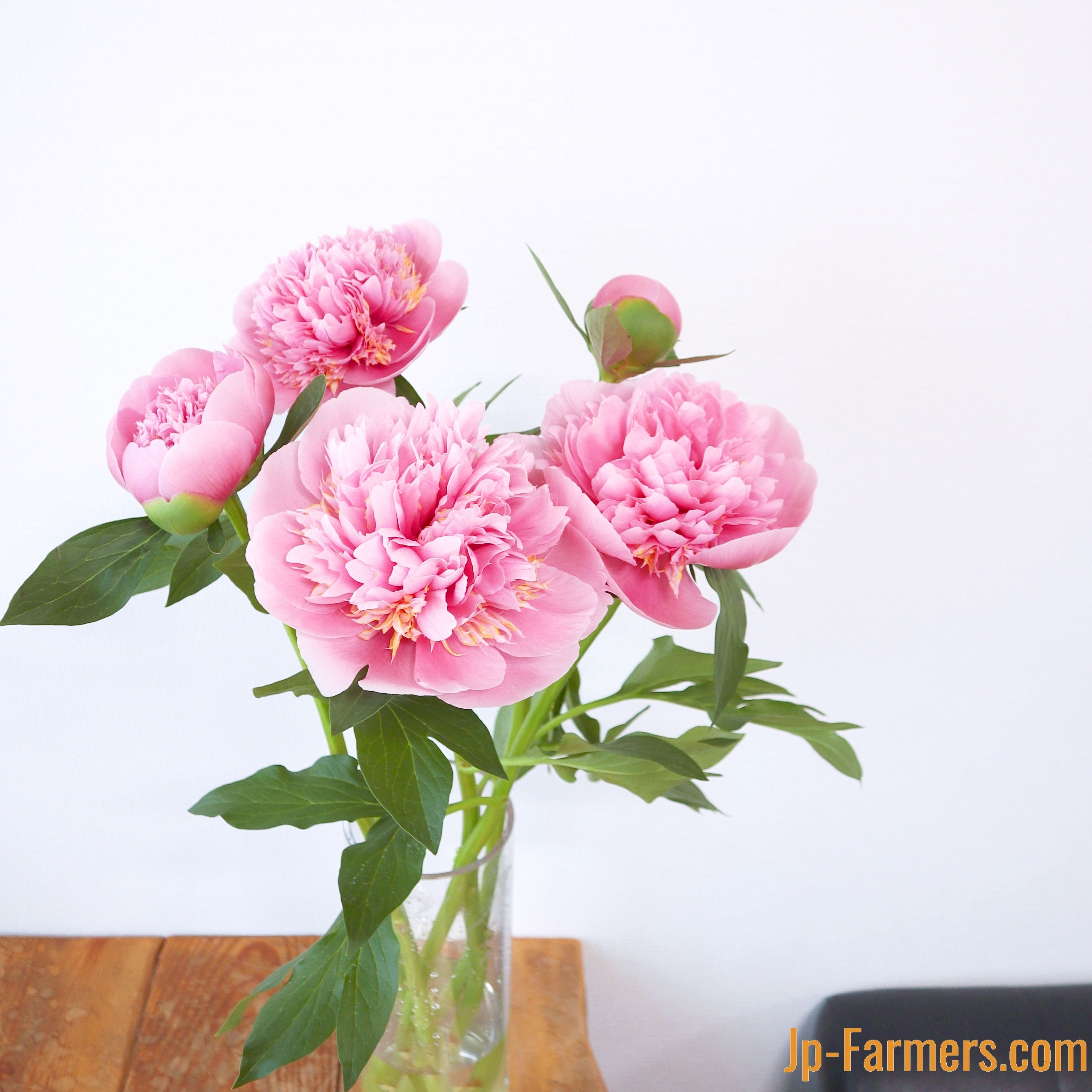 シャクヤク | 新鮮お花問屋 Jp-Farmers.com