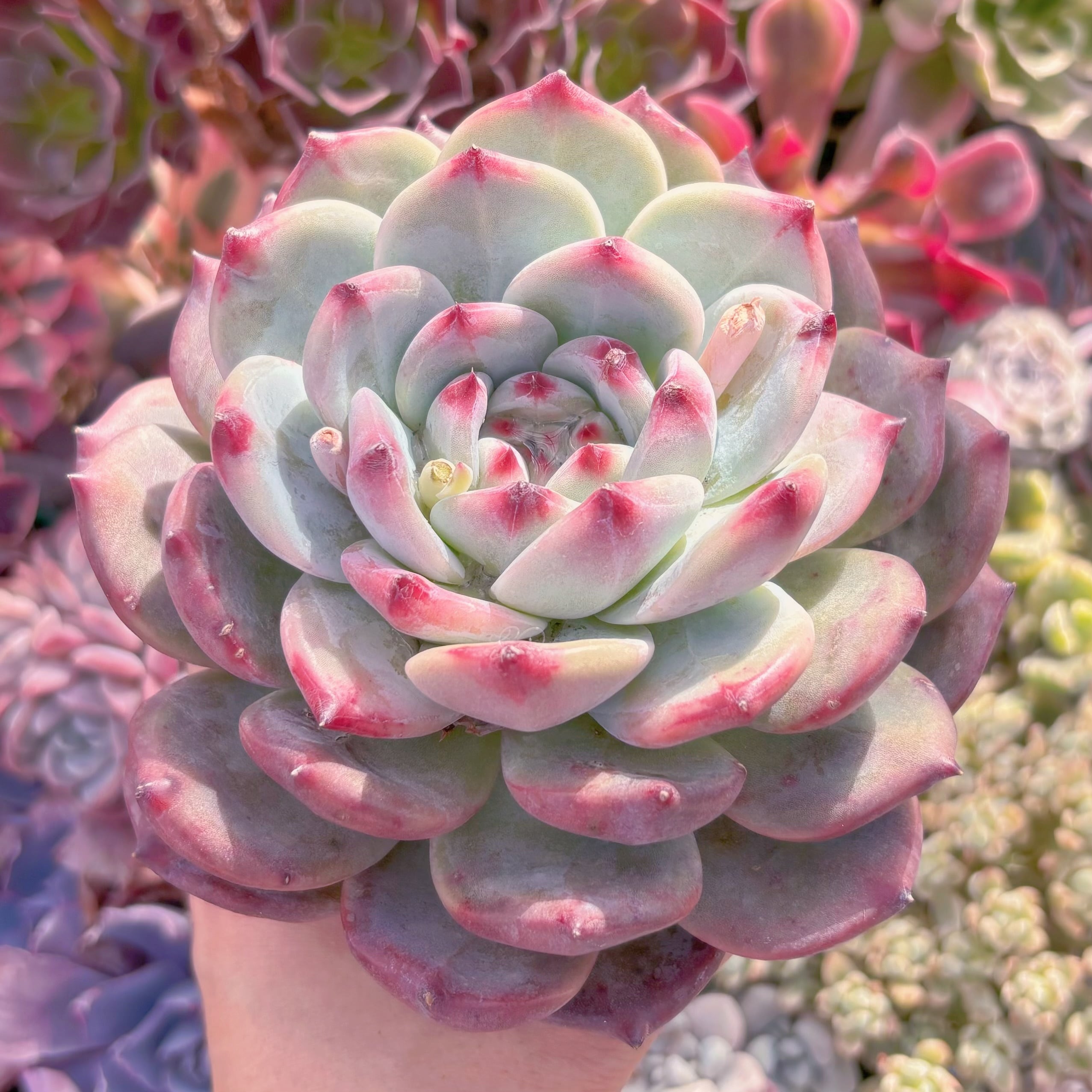 現品　ダイヤモンドコロラータ#603　大苗　るる農園