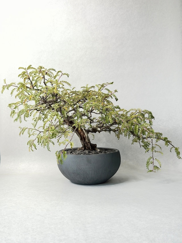 テンノウメ・天の梅