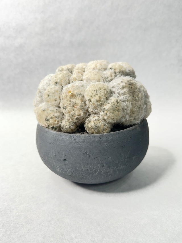 ２１. マミラリア・白星