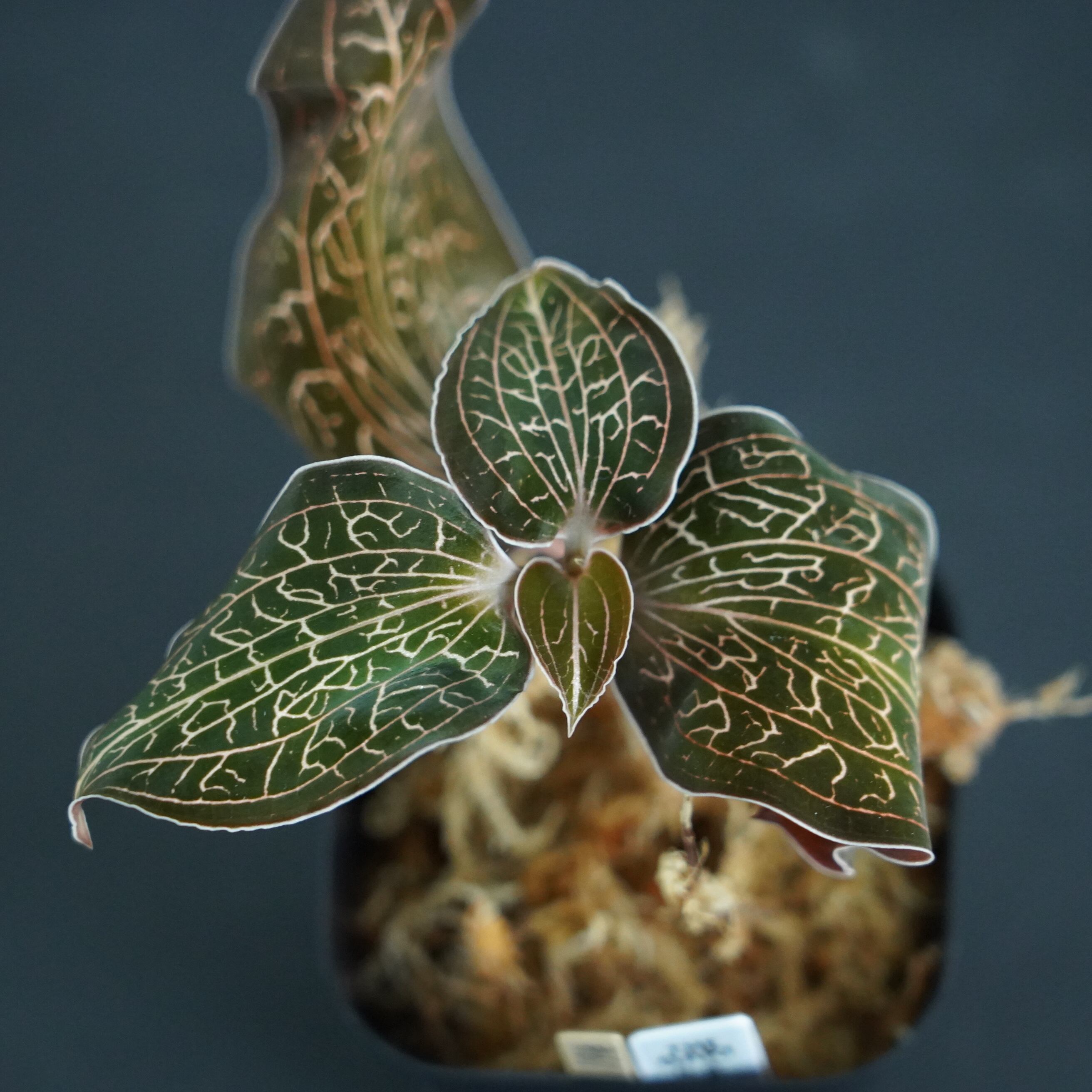 ◆現品◆アネクトキルス cf. burmanicus 【ジュエルオーキッド宝石蘭/TheGAKI】#611